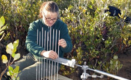 Professor Catherine Lovelock studies 'blue carbon' in soils and coastal wetlands Professor Catherine Lovelock studies 'blue carbon' in soils and coastal wetlands